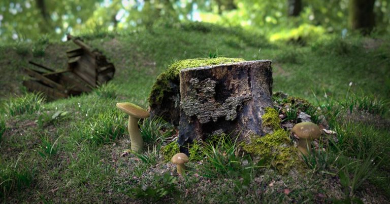Maxwell render grass