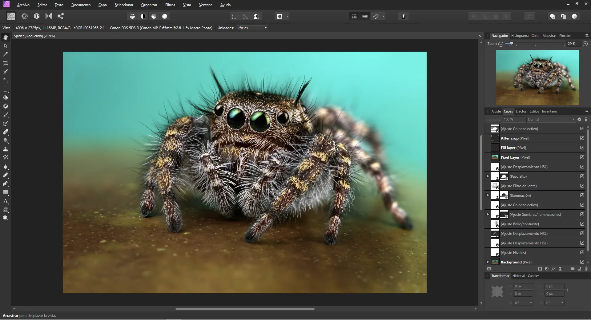 Interface de Affinity Photo editando una fotograf&iacute;a de una ara&ntilde;a saltadora.